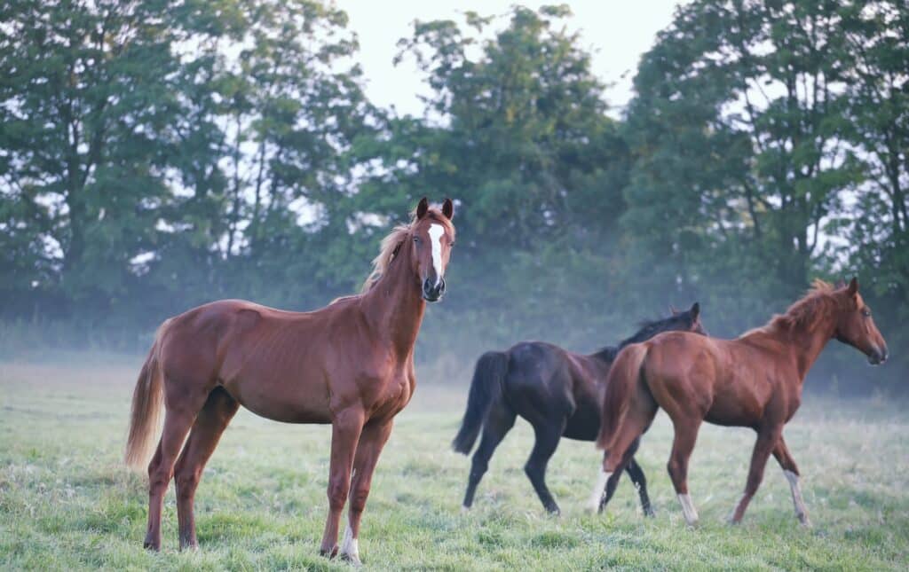 horses on foggy pasture in morning